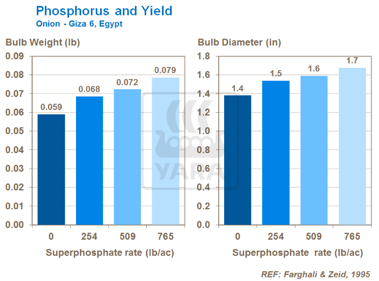 Lien entre phosphore et rendement
