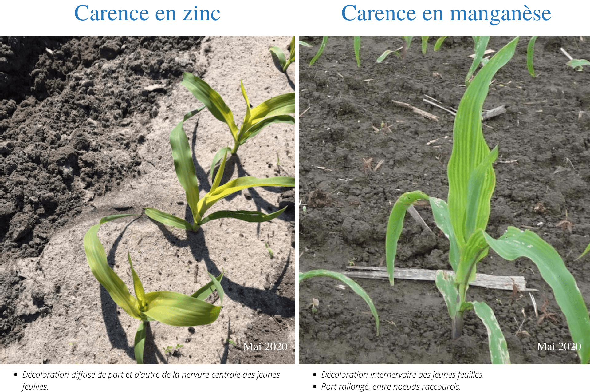 Carence en zinc sur maïs