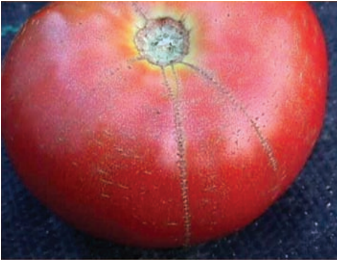 Tomate avec microfissures