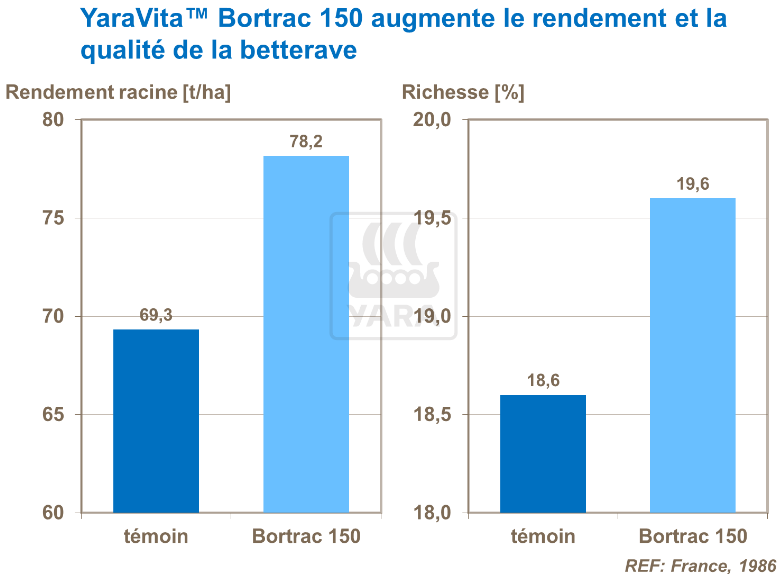 Effet YaraVita Bortrac 150 sur rendement et qualité de la betterave