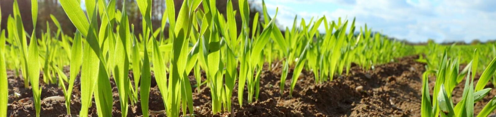 Jeunes pousses en croissance