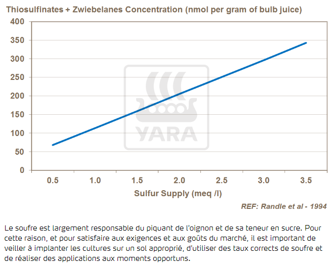 Soufre et piquant de l'oignon
