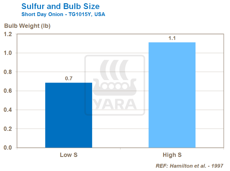 Lien entre soufre et taille des bulbes