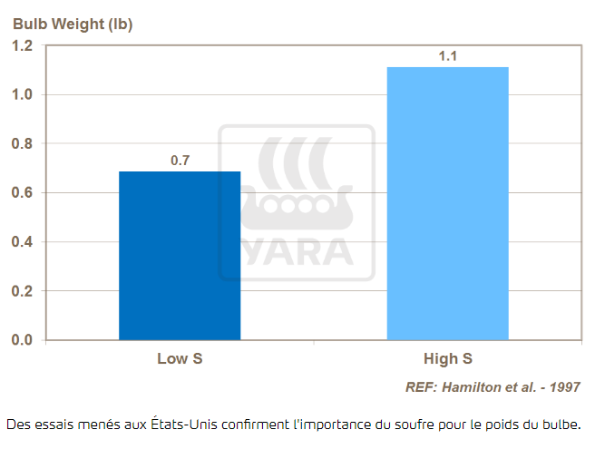 Soufre et calibre du bulbe 