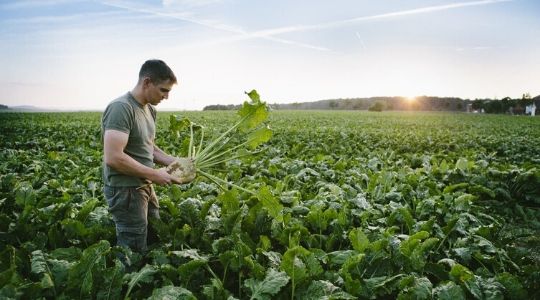 Un agriculteur tient une betterave dans ses mains