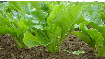 Plants de betterave 