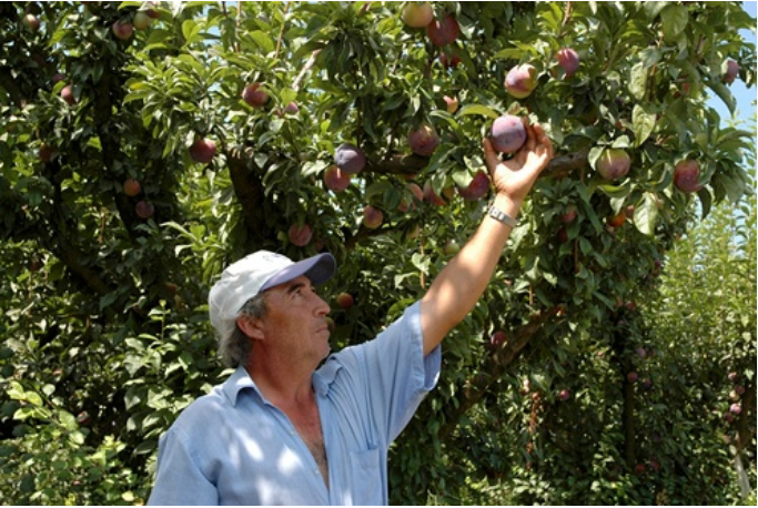 Un homme dans un verger de pêches