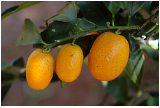 Kumquats