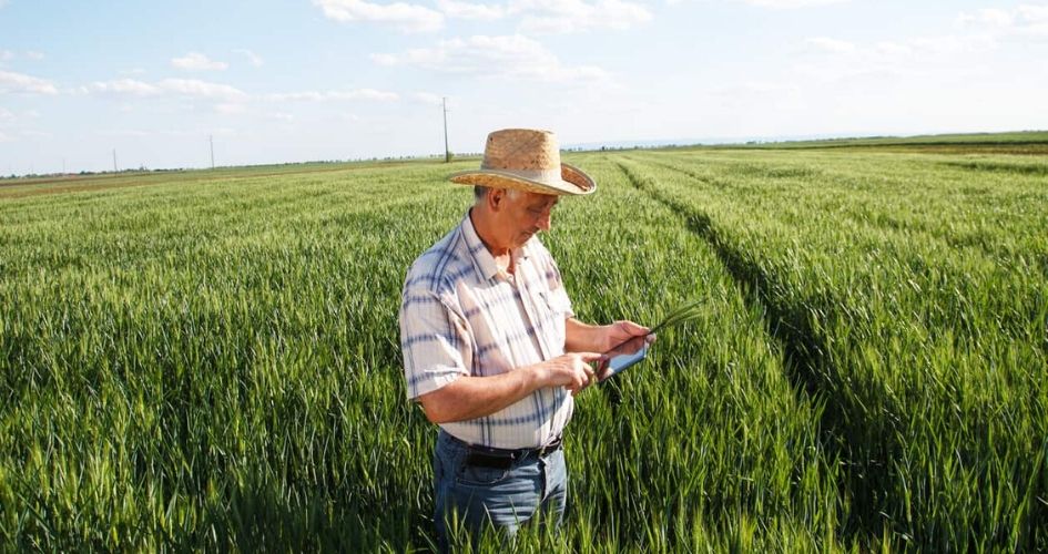 Un agriculteur utilise une tablette dans un champ