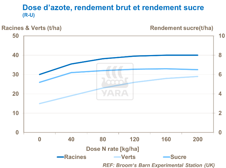 Dose d'azote, rendement brut et rendement sucre