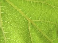 Feuille de vigne en bonne santé
