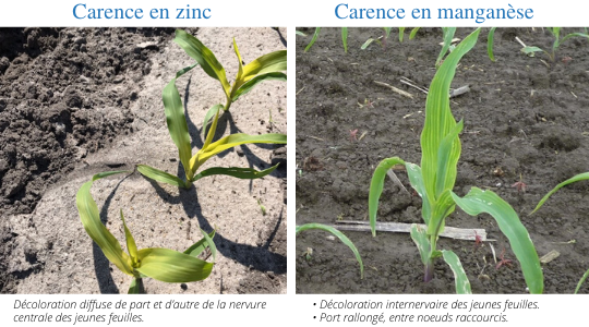 Carence en zinc sur maïs