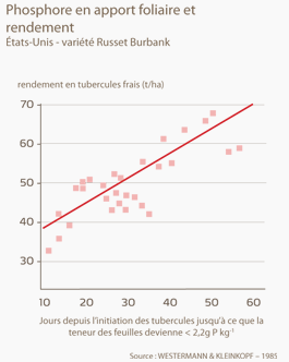 phosphore et rendement