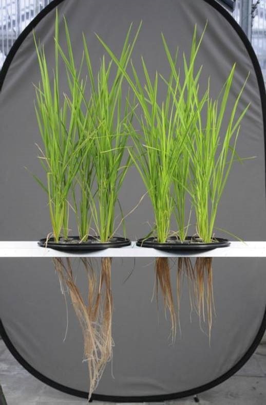 racines apport phosphore yara france