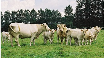Troupeau de vaches dans un champ