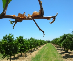 Gommose sur une branche