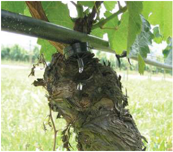 Un pied de vigne en train d'être irrigué