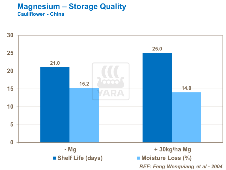 Magnésium - Qualité du stockage - Chou-fleur