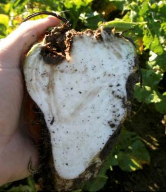 Betterave avec un cœur brun