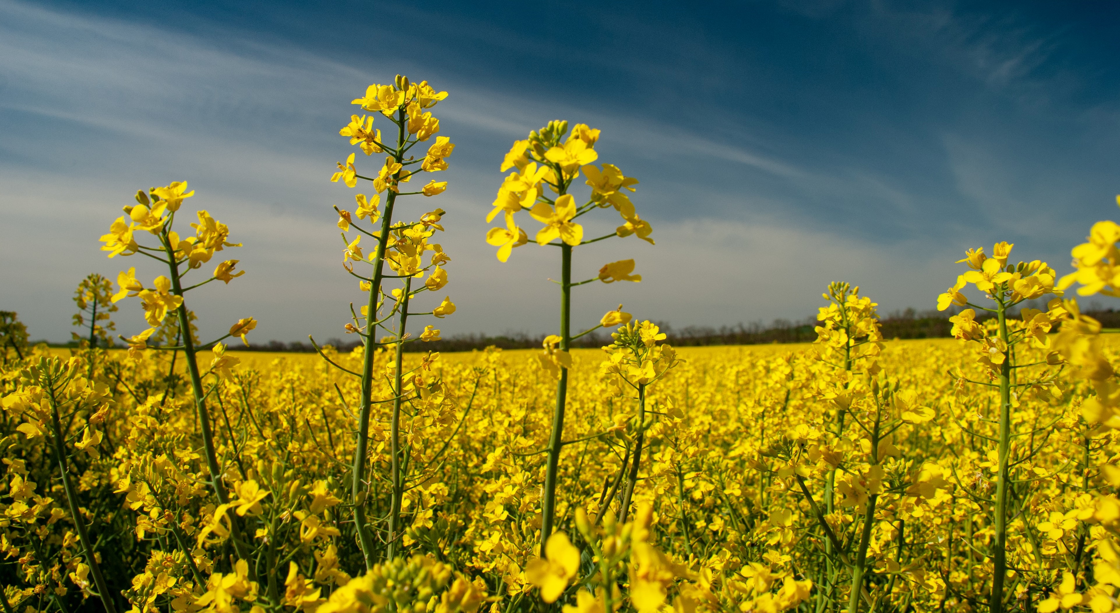 Partenariat Saipol Yara 