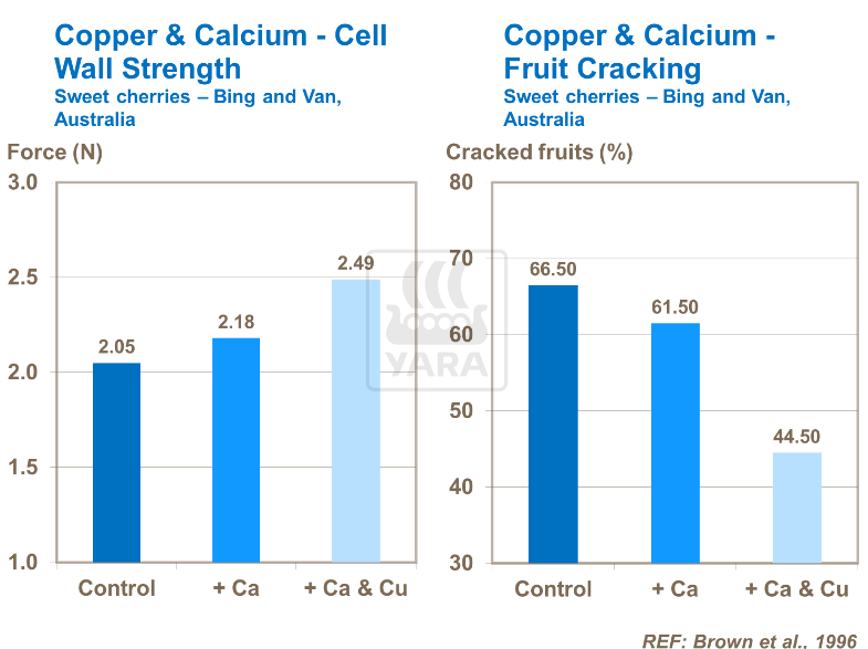 Cuivre et calcium : résistance des parois et fissuration des cerises