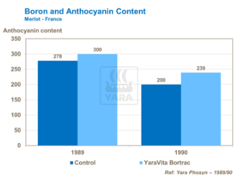 Effet du bore sur couleur du vin