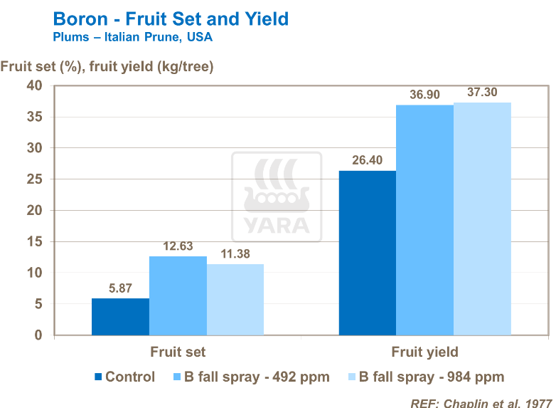 Bore et rendement - Prunes