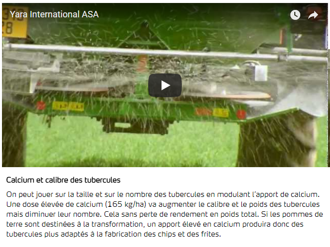 calcium et calibre des tubercules