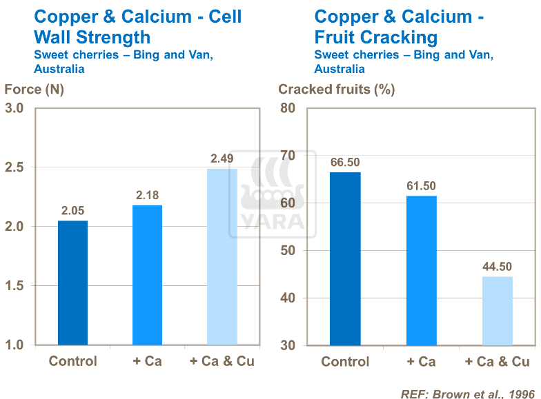 Cuivre et calcium : résistance paroi et fissuration des cerises