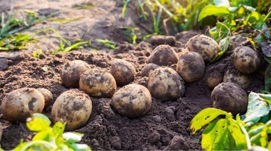 Pomme de terre : plantation, culture et récolte - Gamm vert