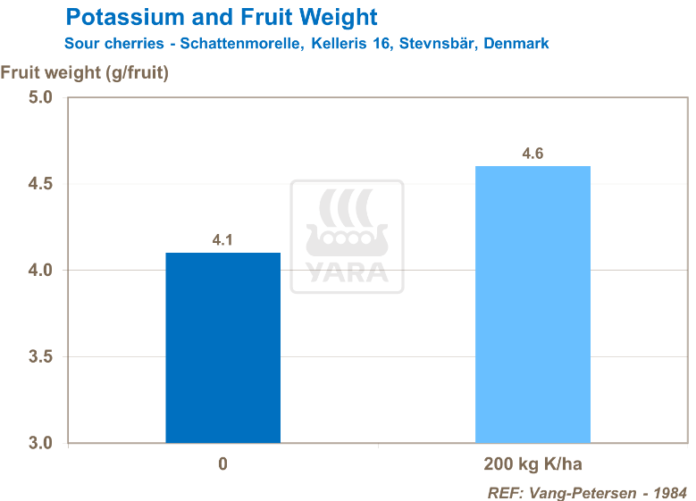 Potassium et poids des fruits- Cerises