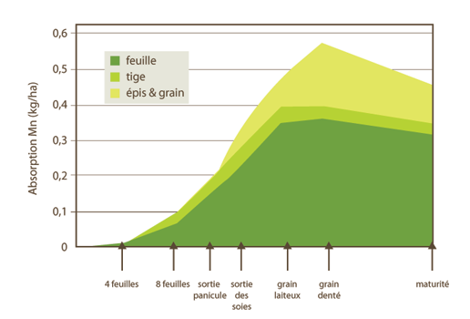 Absorption du manganèse par stades de croissance du maïs