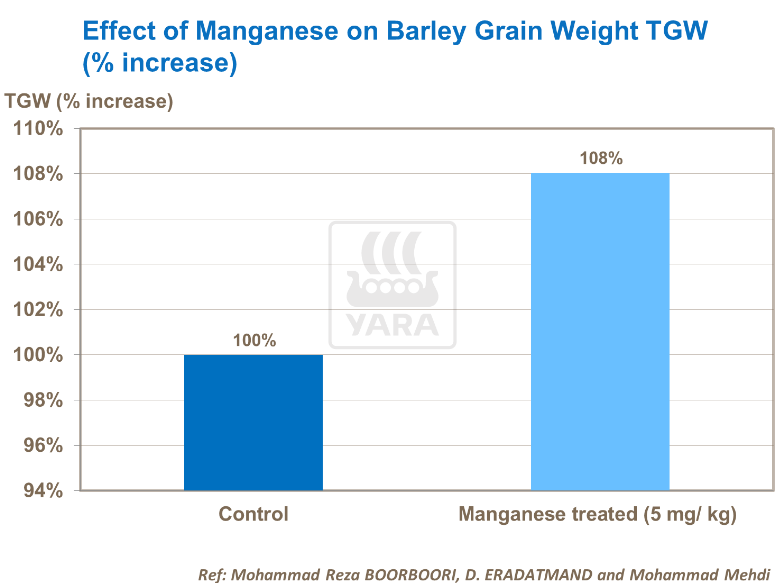 Effet du manganèse sur poids des grains d'orge