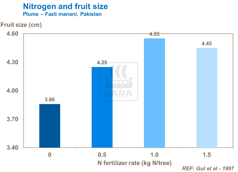 Azote et taille des fruits - Prunes