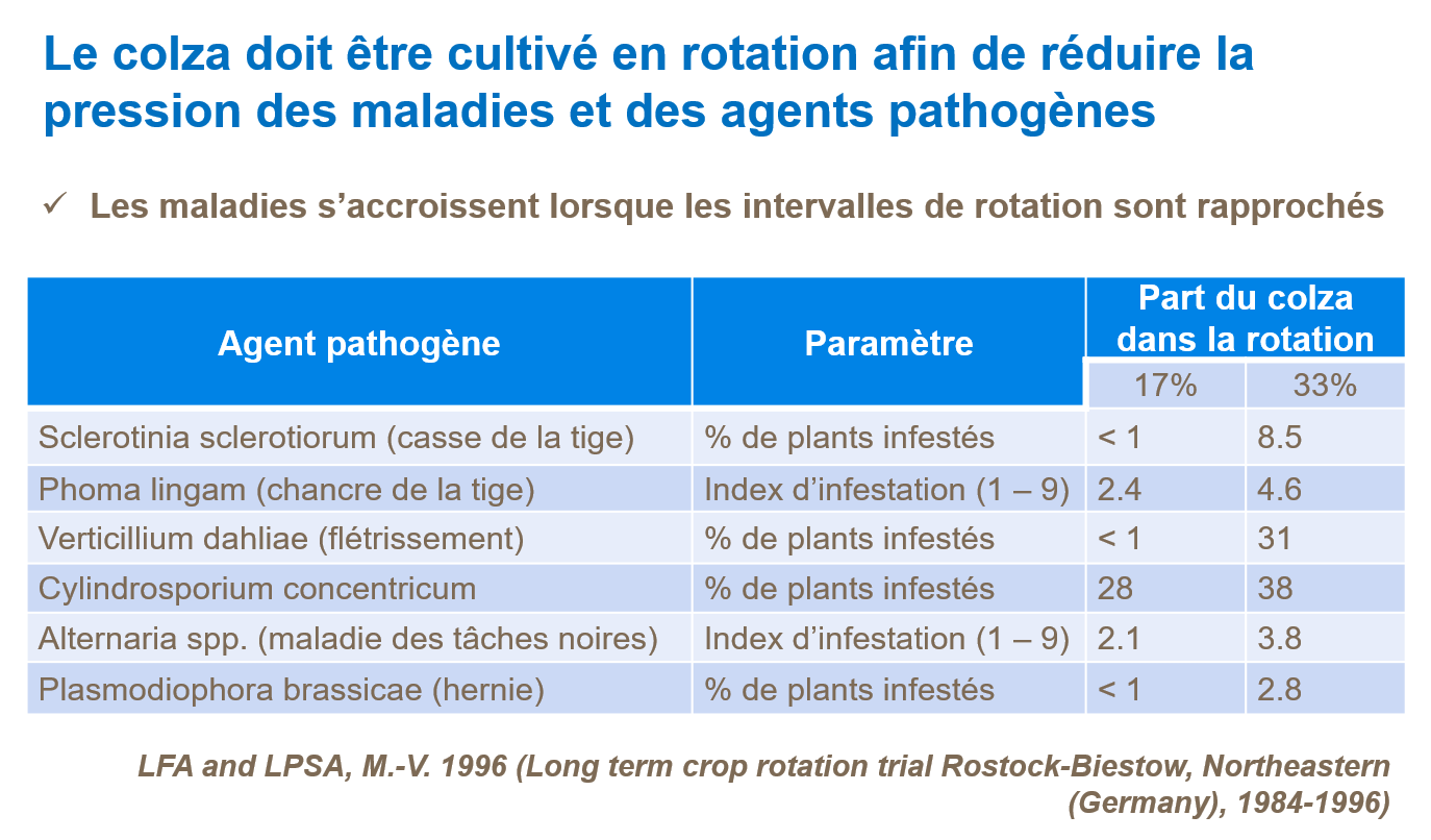 Le colza oléagineux doit être cultivé en rotation afin de réduire les maladies et les agents infectieux