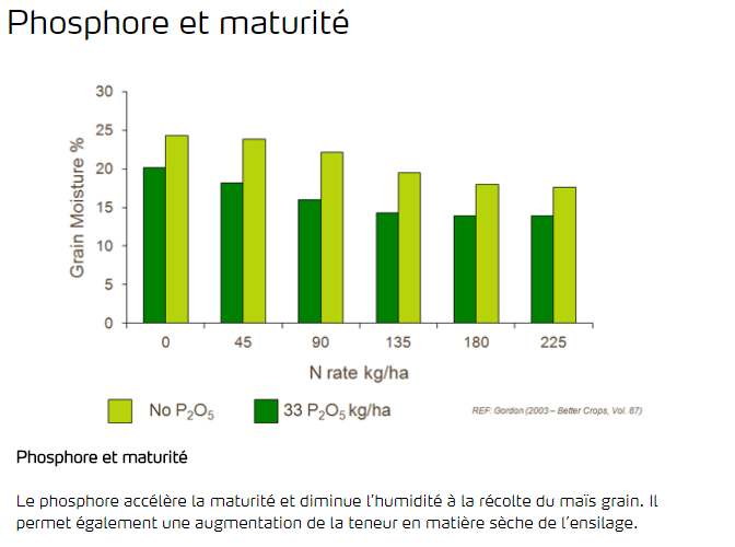 Phosphore et maturité