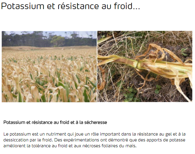 Potassium et résistance au froid