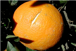 Orange avec écorce éclatée