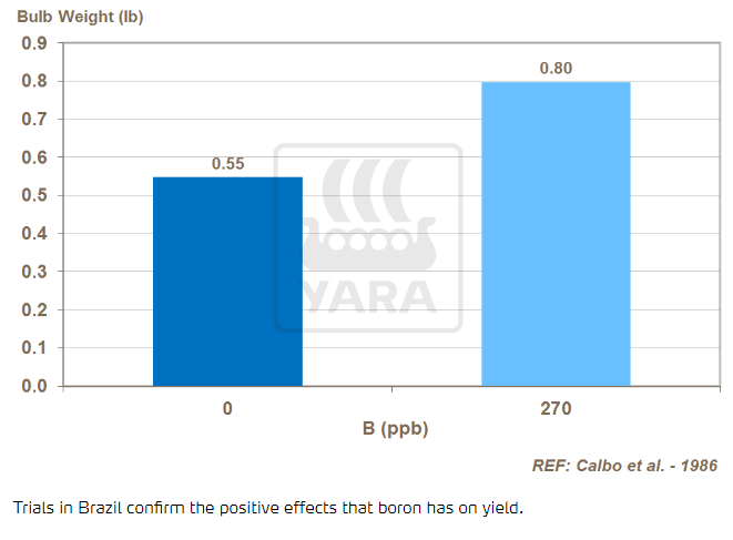 Le bore a un effet positif sur le rendement
