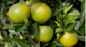 La peau des oranges mûres reste jaune-vert dans les climats tropicaux.