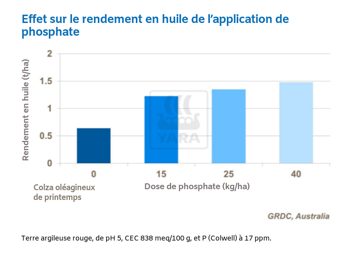 Effet sur le rendement en huile de l’application de phosphate