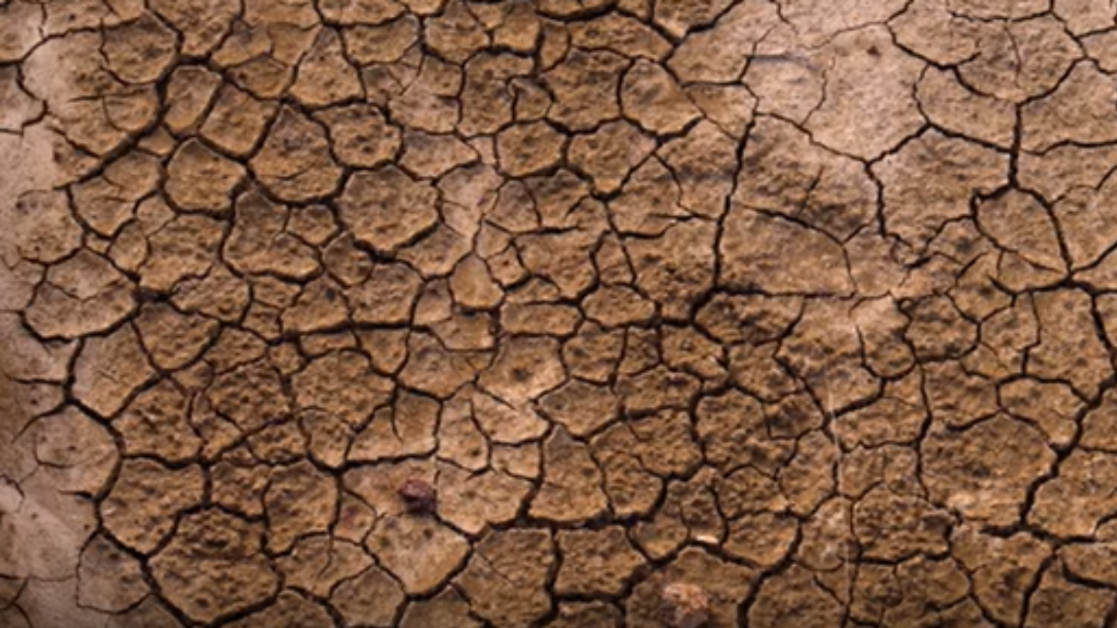 sol desséché