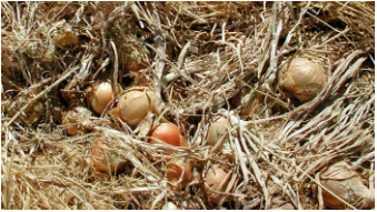 Conservation des oignons