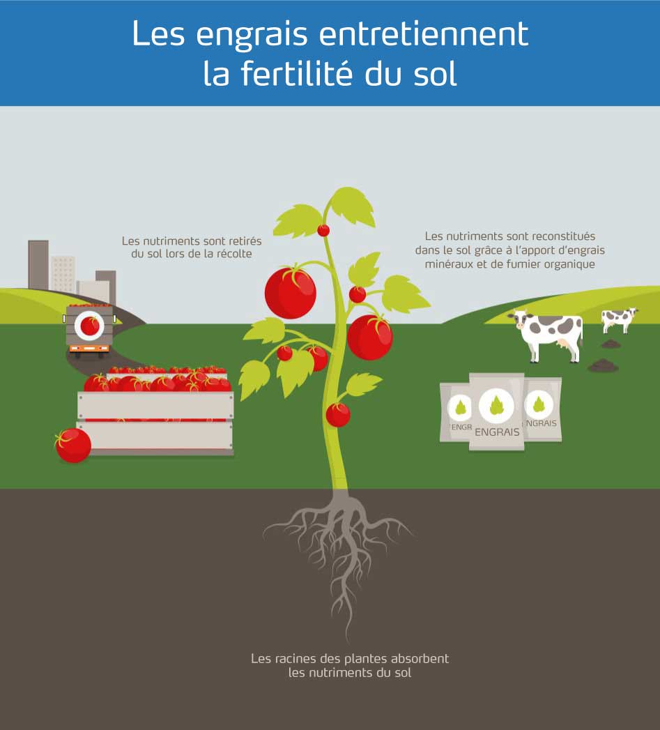 Infographie sur les engrais et leur impact positif sur la fertilité du sol