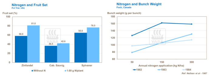 Graphique liens entre azote et poids des grains