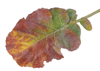 Feuille avec carence en azote