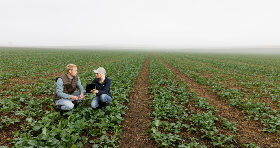 Agriculteurs dans un champ de colza