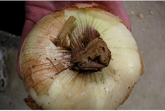 Oignon avec pourriture du collet