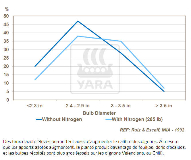 Azote et calibre du bulbe