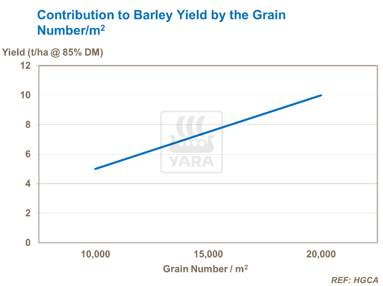contribution au rendement selon grains par m²